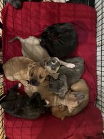 Staffordshire Bull Terrier Puppies for sale in Medford, New York. price: $500
