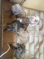 Staffordshire Bull Terrier Puppies for sale in Gosford, New South Wales. price: $3,500