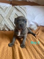 Staffordshire Bull Terrier Puppies for sale in Whittlesea, Victoria. price: $2,000