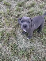 Staffordshire Bull Terrier Puppies for sale in Casino, New South Wales. price: $1,500