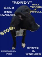Staffordshire Bull Terrier Puppies for sale in Hillsboro, Ohio. price: $150