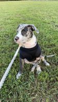 Staffordshire Bull Terrier Puppies for sale in Fredericksburg, Virginia. price: $500