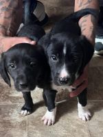 Staffordshire Bull Terrier Puppies for sale in Ruther Glen, VA 22546, USA. price: $150