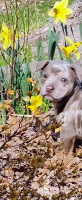 Staffordshire Bull Terrier Puppies for sale in Peoria, Illinois. price: NA