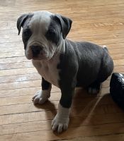 Staffordshire Bull Terrier Puppies for sale in Maplewood, Minnesota. price: $450
