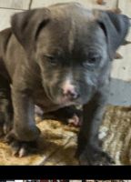 Staffordshire Bull Terrier Puppies for sale in Houston, Texas. price: $400