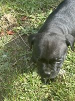 Staffordshire Bull Terrier Puppies for sale in Goulburn, New South Wales. price: $1,800