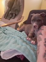Staffordshire Bull Terrier Puppies for sale in Baltimore, Maryland. price: $500