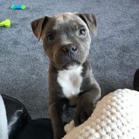 Staffordshire Bull Terrier Puppies for sale in New York City, New York. price: $550