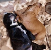 Staffordshire Bull Terrier Puppies for sale in Winston Salem, North Carolina. price: $200