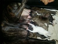 Staffordshire Bull Terrier Puppies for sale in Cape Coral, FL, USA. price: $500