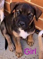 5x Staffy x Bull Arab Female Puppies