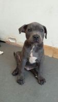 Staffordshire Bull Terrier Puppies for sale in Houston, TX, USA. price: $500