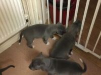 Staffordshire Bull Terrier Puppies for sale in Terminal Dr, Nashville, TN 37214, USA. price: $400