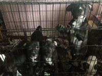 Staffordshire Bull Terrier Puppies for sale in California St, San Francisco, CA, USA. price: NA