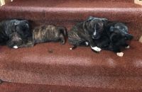 Staffordshire Bull Terrier Puppies for sale in Clifton, NJ, USA. price: $900