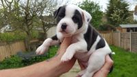 Staffordshire Bull Terrier Puppies for sale in New York County, NY, USA. price: $400