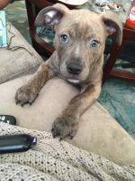 Staffordshire Bull Terrier Puppies for sale in Baltimore, MD 21214, USA. price: $2,000