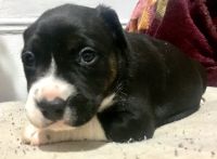 Staffordshire Bull Terrier Puppies for sale in Manhattan, New York, NY, USA. price: $1,000
