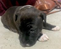 Staffordshire Bull Terrier Puppies for sale in Manhattan, New York, NY, USA. price: $1,000