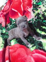 Staffordshire Bull Terrier Puppies for sale in Tacoma, WA, USA. price: $600