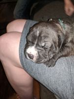 Staffordshire Bull Terrier Puppies for sale in Topeka, KS 66605, USA. price: $300
