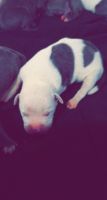 Staffordshire Bull Terrier Puppies for sale in St. Louis, MO, USA. price: $625