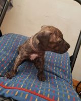 Staffordshire Bull Terrier Puppies for sale in Yonkers, NY, USA. price: $800