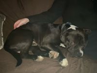 Staffordshire Bull Terrier Puppies for sale in Mount Pleasant, Brampton, ON L7A 2Y7, Canada. price: $300