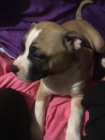 Staffordshire Bull Terrier Puppies for sale in Huntington Station, NY, USA. price: $1,000
