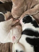 Staffordshire Bull Terrier Puppies for sale in Port Orchard, WA, USA. price: $800