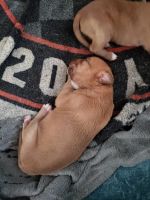 Staffordshire Bull Terrier Puppies for sale in Muskegon, MI, USA. price: $1,500
