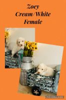Standard Poodle Puppies for sale in Georgetown, TX, USA. price: $1,500