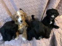 Standard Poodle Puppies for sale in Brandon, MB, Canada. price: $1,000
