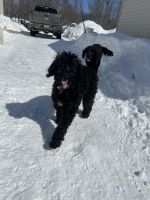 Standard Poodle Puppies for sale in Finlayson, MN 55735, USA. price: $100
