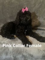 Standard Poodle Puppies for sale in Battlefield, MO, USA. price: $500