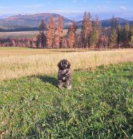 Standard Poodle Puppies for sale in Elk, WA 99009, USA. price: $2,000