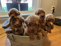 Standard Poodle Puppies for sale in Pascagoula, MS, USA. price: $1,200