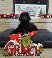 Standard Poodle Puppies for sale in Kenner, Louisiana. price: $1,500