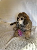 Standard Poodle Puppies for sale in Ontario, OR 97914, USA. price: $850