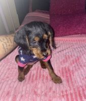 Standard Poodle Puppies for sale in Bronx, New York. price: $400