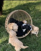 Standard Poodle Puppies for sale in Nuevo, California. price: $650