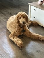 Standard Poodle Puppies for sale in Lubbock, Texas. price: $100