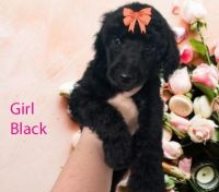 Standard Poodle Puppies for sale in Gulfport, Mississippi. price: $90,000