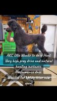 Standard Poodle Puppies for sale in Fargo, ND, USA. price: $1,200