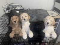 Standard Poodle Puppies for sale in San Bernardino, California. price: $950