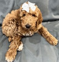 Standard Poodle Puppies for sale in Newport, North Carolina. price: $600