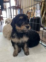 Standard Poodle Puppies for sale in Hereford, Colorado. price: NA