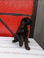 Standard Poodle Puppies for sale in Tomball, Texas. price: $300