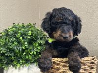 Standard Poodle Puppies for sale in Crossville, Tennessee. price: $800